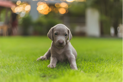 Perros Braco De Weimar Cachorros Weimaraner Disponibles