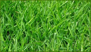 1.5 Kg Semillas De Pasto Ray Grass Mejorado + Regalo