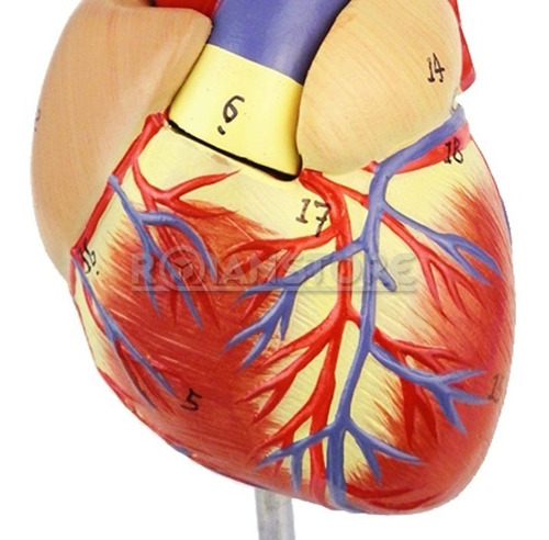Modelo Anatómico Estudio Corazón A Escala Órgano Extraíble | Cuotas sin  interés