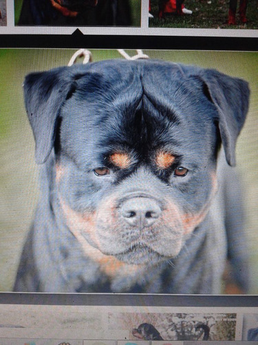 Rottweiler Canil N1 Df Filhotes Alto Padrão Entrega Imediata