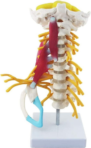 Columna Cervical Con Músculos Y Nervios - Modelo Anatómico