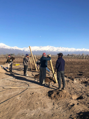 Imagen 9 de 17 de Valle De Uco - Venta Parcelas Con Viñedos