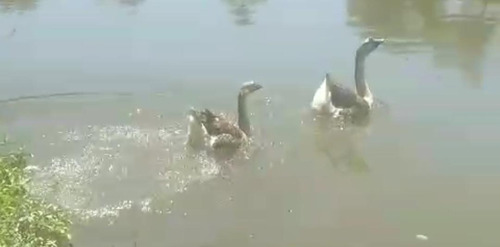 Casal De Ganso Africano