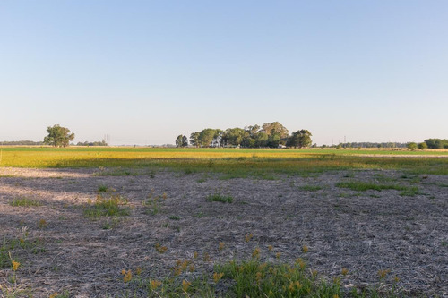 Imagen 26 de 30 de Oportunidad De Chacra Más Campo -18ha - En Virrey Del Pino