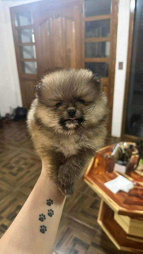 Pomerania Macho