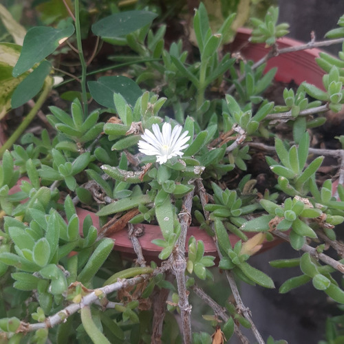 Imagen 4 de 10 de Plantas Combo Maceta Colgante Geranio Potos Y Alfombra Rosa