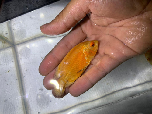 Peixe Oscar Super Red Ruby Albino 5-7cm ( Ecs Fish )