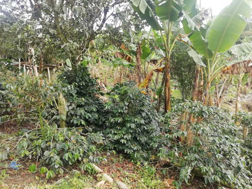 Imagen 6 de 30 de Vendo Finca En Avenida Condina Precio De Oportunidad