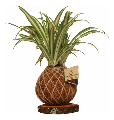 Imagen 2 de 3 de Kokedama Lazo De Amor O Malamadre