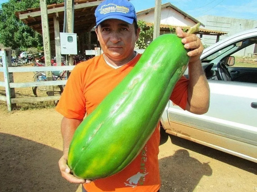 100 Sementes Mamão Formosa Maxdiver Gigante Poupa Vermelha!