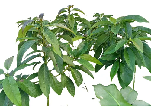 comprar Árboles De Palta