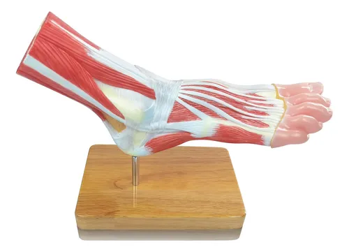 Modelo De Esqueleto Anatomico Del Pie, Tamaño Natural.