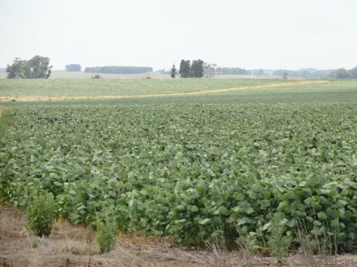 Campo En Venta Rocha, Agrícola Ganadero - Atm-4277 (ref: Atm-4277)