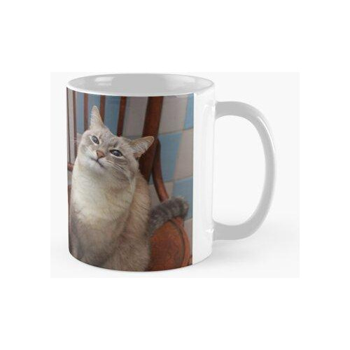 Taza Kot Blini Calidad Premium