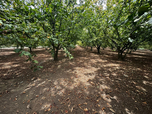 Excelente Campo De 160 Has / Cuarta Faja Gorbea