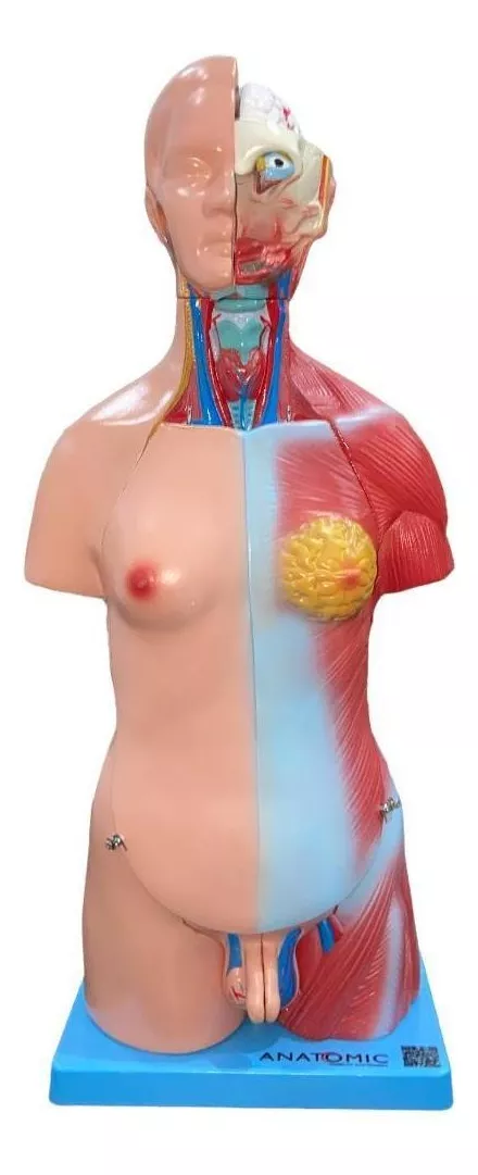 Terceira imagem para pesquisa de torso humano