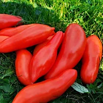 Comprar Semillas Tomate Strelka! Ruso Superproductivo Para Salsa