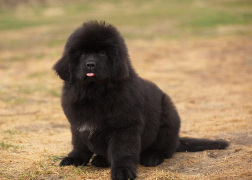 Cachorros Terranovas Directo De Europa C/pedigree Fci Negro
