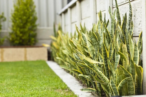 Imagen 3 de 5 de Espada De San Jorge, Sansevieria Trifasciata 70cm