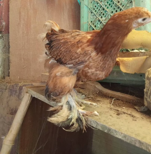 Gallos Gigante De Raza Jersey (Usado)