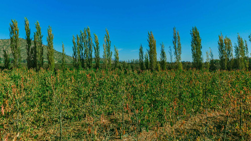 Imagen 4 de 5 de Hacienda Los Cipreses
