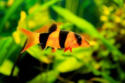 Botia Payaso Chromobotia Macracanthus Peces Acuario (Usado)