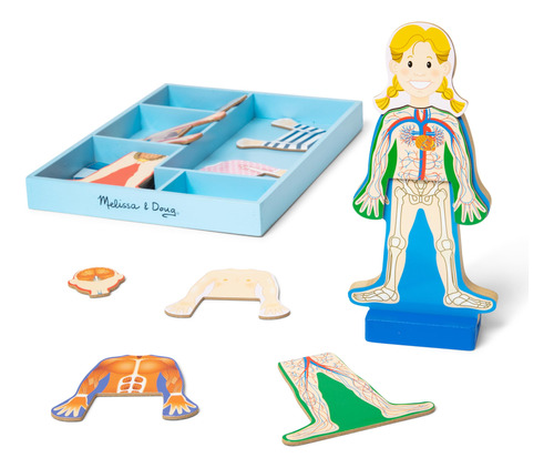 Set De Juego Magnético De Anatomía Del Cuerpo Humano, Con.