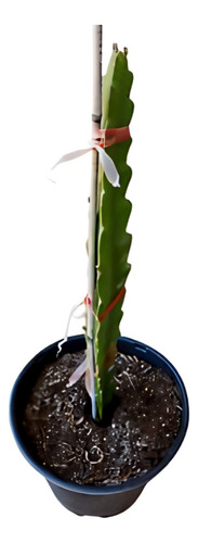 Planta Fruta Llamada Pitahaya
