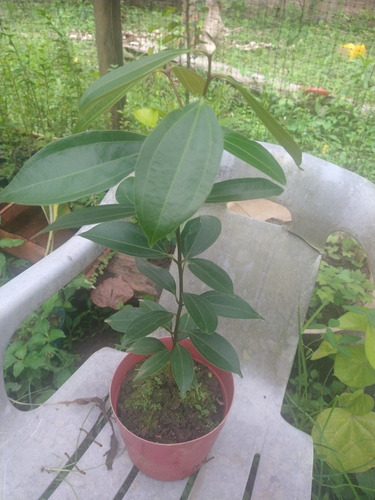 Plantas De Canela Para Sembrar.