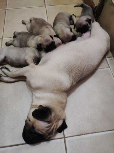 Imagen 2 de 6 de Pug Carlino