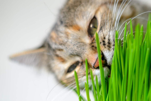 Semillas Pasto De Trigo. Pasto Para Gatos. Wheatgrass