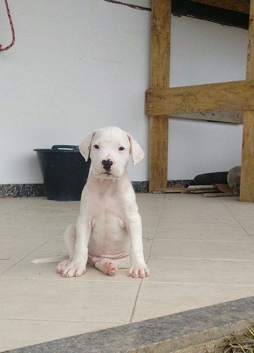Filhotes De Dogo Argentino