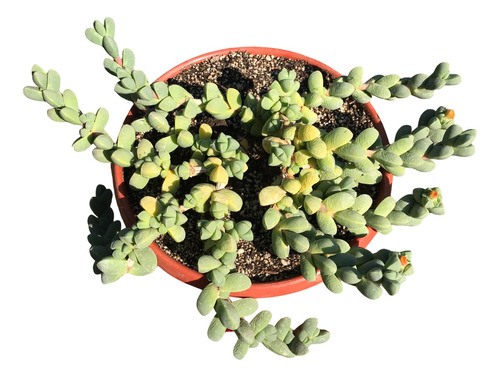 Suculenta Corpuscularia Lehmannii