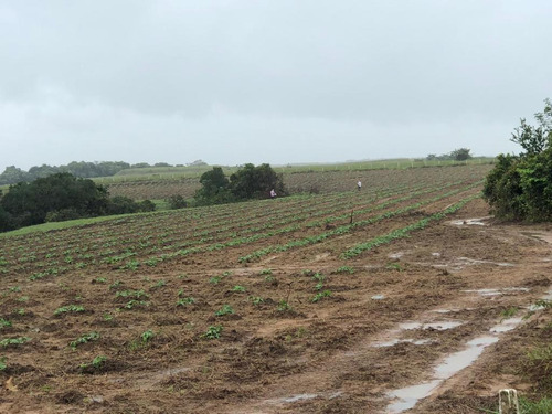 Finca Todo Destino, Palma Africana -meta -san Martin 