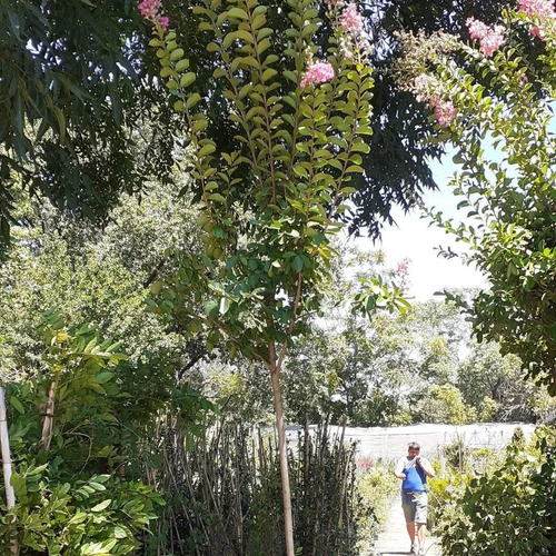 Imagen 3 de 4 de Lagerstroemia Indica (árbol De Júpiter) 15lts
