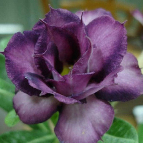 10 Sementes Rosa Do Deserto Tons Roxas Azuladas Frete Gratis