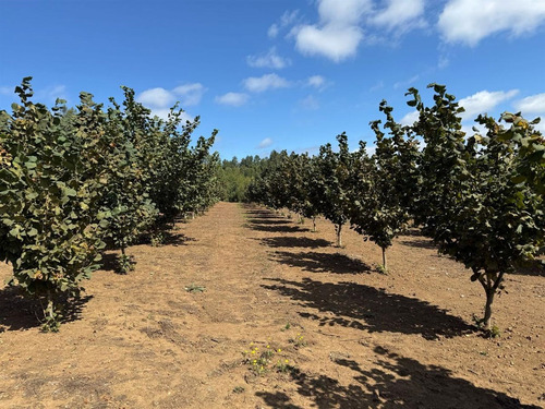 Agrícola En Venta En Gorbea