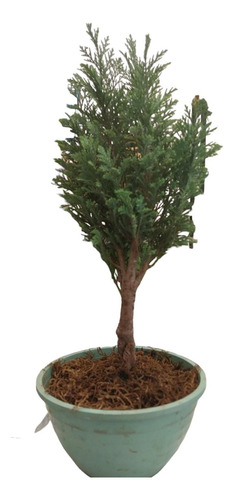 Bonsai Mediano 40cm  Vivero/growshop Lasmilcasitasgrow