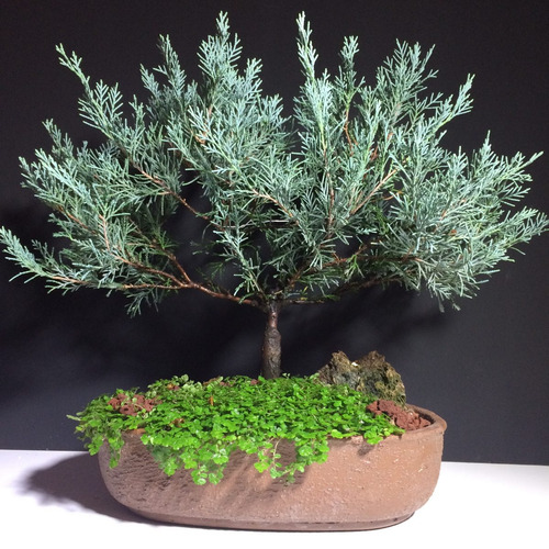 Arteenbonsai Calistemon Olmo Chino Olivo Juniperus Cascada