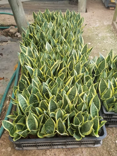 Imagen 2 de 6 de Sansevieria Laurentii Maceta 10 X 3 Plantas X Maceta