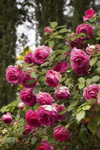 100 Semillas De Rosas Trepadora Rosada Aromáticas Más Envío.