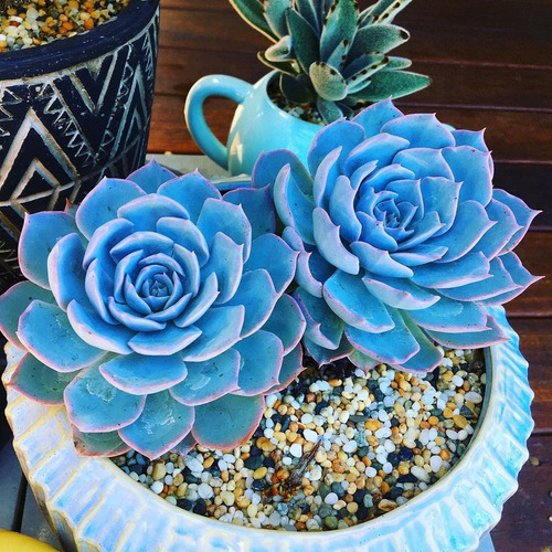 50 Semillas De Suculenta Azul