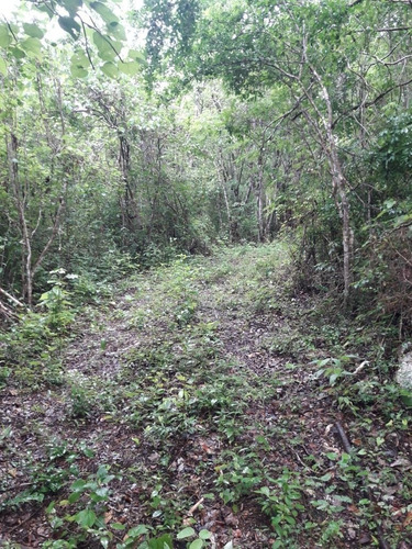 Imagen 11 de 13 de Terreno Con Cenote Al Descubierto A 25 Minutos De Valladolid
