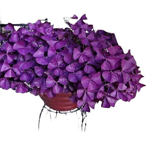 300 Sementes De Trevo Azedinha Roxo
