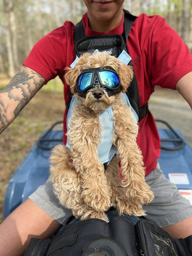 Gafas De Sol Uv A Prueba D/viento P/mascota Pequeña, Mediana