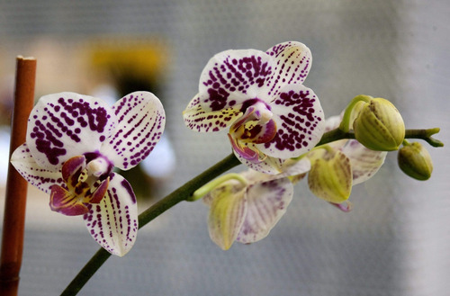 Cuadro 60x90cm Orquideas Flores Violetas Planta Hermosa M9