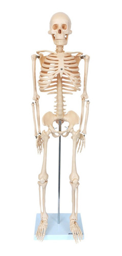 Esqueleto De 85cm Anatomia Humana Medicina Do Corpo