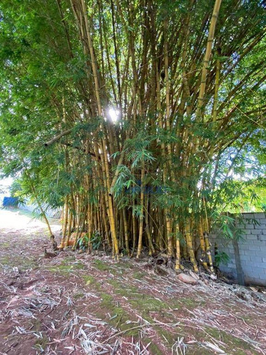 Imagem 22 de 25 de Chácara Recreio Samambaia - Ch0028