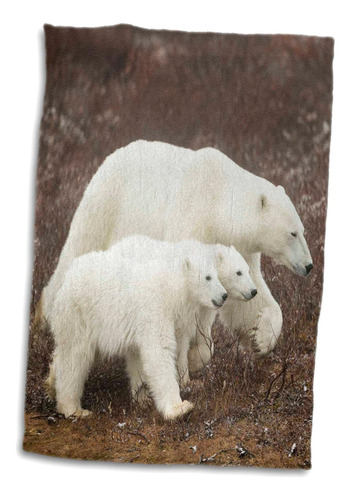 3d Rose Canada-manitoba-adult Female Polar Bear Walking With