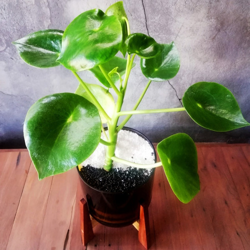Planta Interior Cuchara Little Terrario 16 Con Soporte